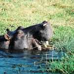 Hippos in the Chobe River